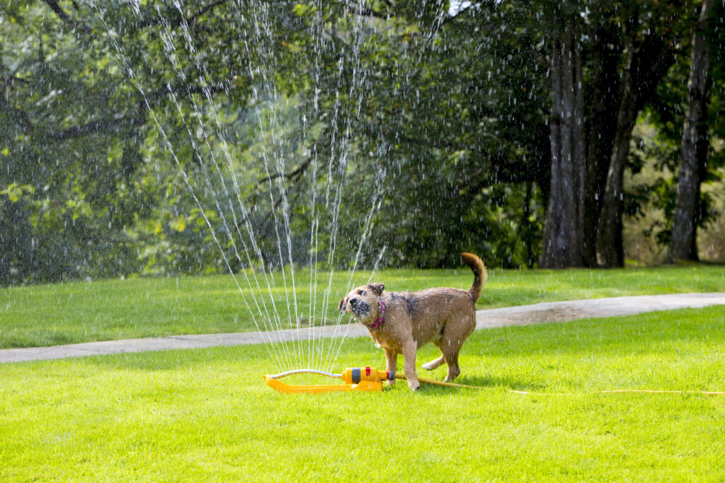 A brown shaggy dog attempting to drink water from a sprinkler.